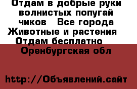 Отдам в добрые руки волнистых попугай.чиков - Все города Животные и растения » Отдам бесплатно   . Оренбургская обл.